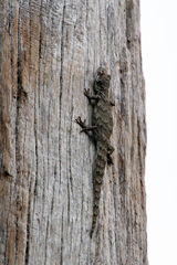 Mokopirirakau granulatus