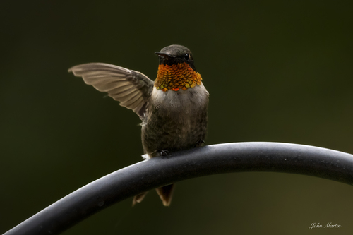 Ruby-throated Hummingbird photographed in South Carolina