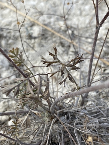 Image of Pimpinella tragium by (c) Stanislav Murashkin, some rights reserved (CC BY)