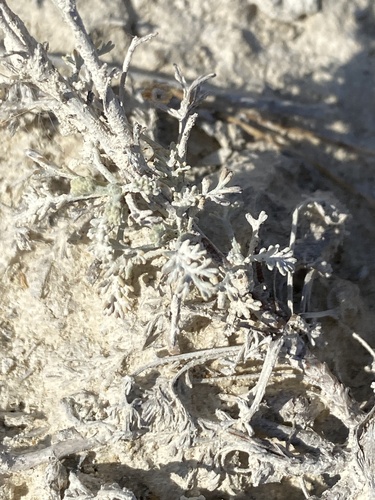 Image of Artemisia santonicum by (c) Stanislav Murashkin, some rights reserved (CC BY)
