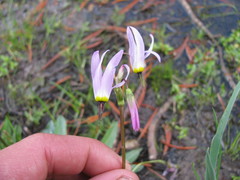 Dodecatheon