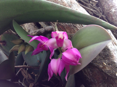 Meiracyllium trinasutum