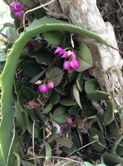 Meiracyllium trinasutum