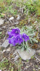 Campanula orbelica