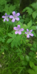 Geranium sylvaticum