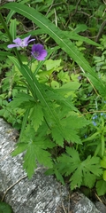Geranium sylvaticum