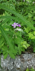 Geranium sylvaticum