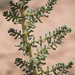 Salsola foliosa - Photo 由 Sergey Lednev 所上傳的 (c) Sergey Lednev，保留部份權利CC BY-NC