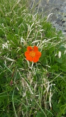 Geum coccineum