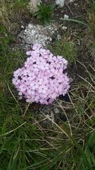 Dianthus microlepis