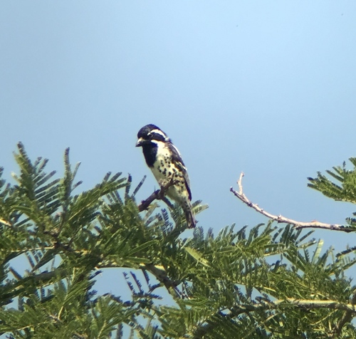 Tricholaema lacrymosa