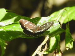 Limenitis helmanni