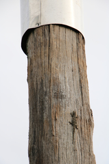 Mokopirirakau granulatus