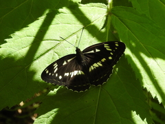 Limenitis helmanni