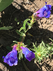 Penstemon