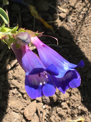 Penstemon