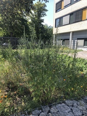 Artemisia vulgaris