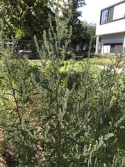 Artemisia vulgaris