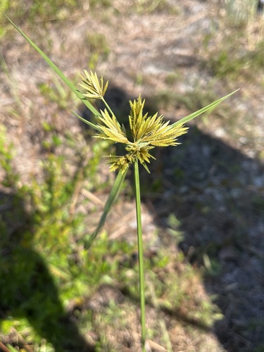 Cyperus polystachyos iNat (2)