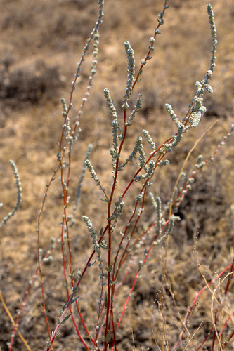 Forage Kochia