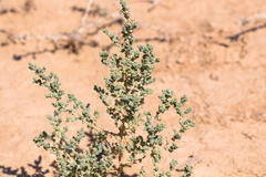 Salsola incanescens