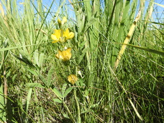 Thermopsis lanceolata