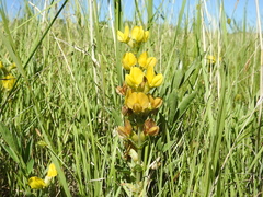 Thermopsis lanceolata