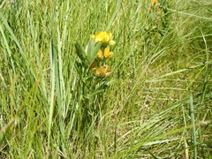 Thermopsis lanceolata