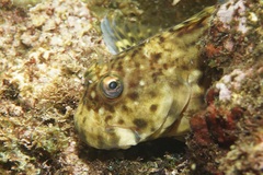 Wavyline Rockskipper photo 4