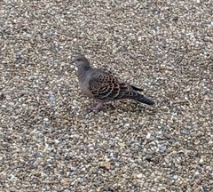 Streptopelia orientalis