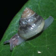 Kaliella
