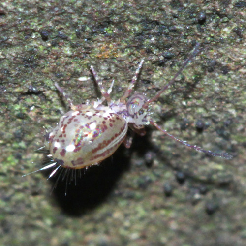 Ptenothrix denticulata