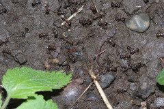 Pristomyrmex punctatus