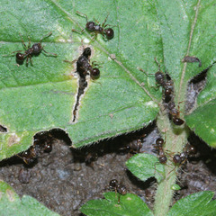 Pristomyrmex punctatus