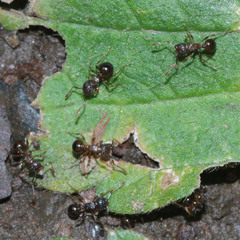 Pristomyrmex punctatus