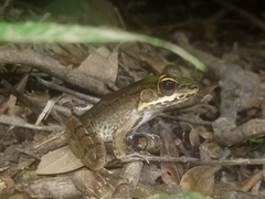 Lithobates vaillanti