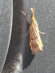 Chrysocrambus