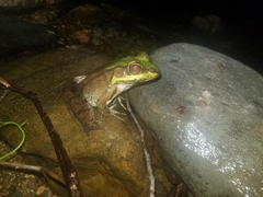 Lithobates juliani