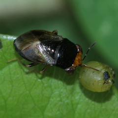 Geocoris varius