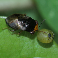 Geocoris varius