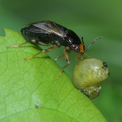Geocoris varius