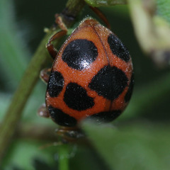 Diekeana admirabilis