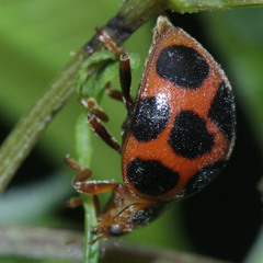 Diekeana admirabilis