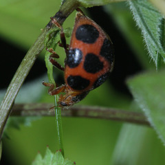 Diekeana admirabilis