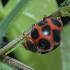 Diekeana admirabilis