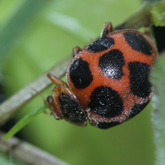 Diekeana admirabilis