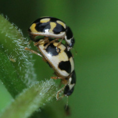 Propylea