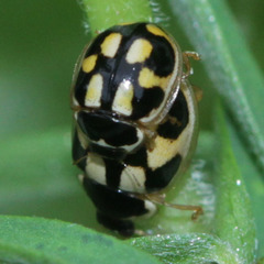 Propylea