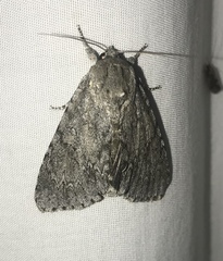 Acronicta americana