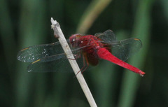 Crocothemis servilia mariannae